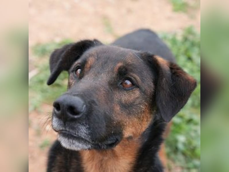 Tom (Spanien) - gutaussehender Schäferhund- Mix