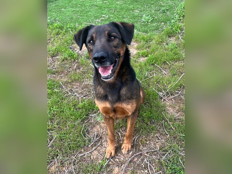 Tom (Spanien) - gutaussehender Schäferhund- Mix