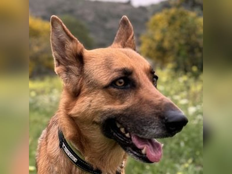 Tilo (Spanien) – ein liebevoller Vagabund auf vier Pfoten