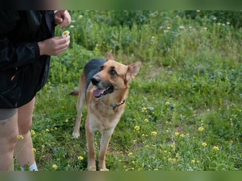 Tilo (Spanien) – ein liebevoller Vagabund auf vier Pfoten