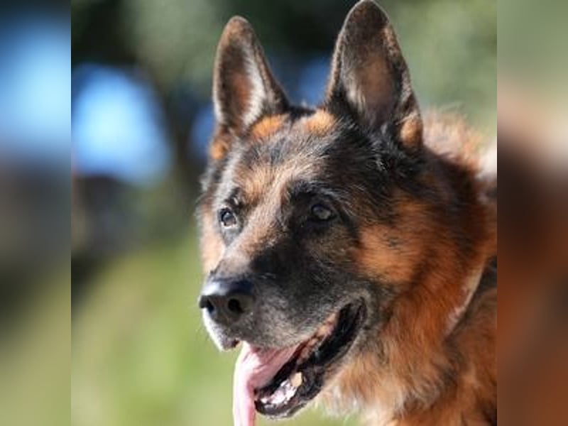 Rocky (Spanien) - liebevoller Senior sucht Alterswohnsitz
