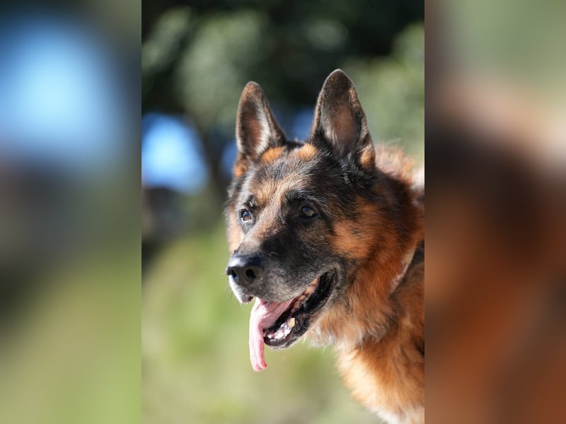 Rocky (Spanien) - liebevoller Senior sucht Alterswohnsitz