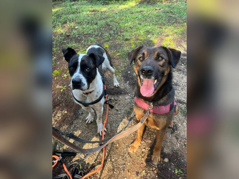 Tom (Spanien) - gutaussehender Schäferhund- Mix