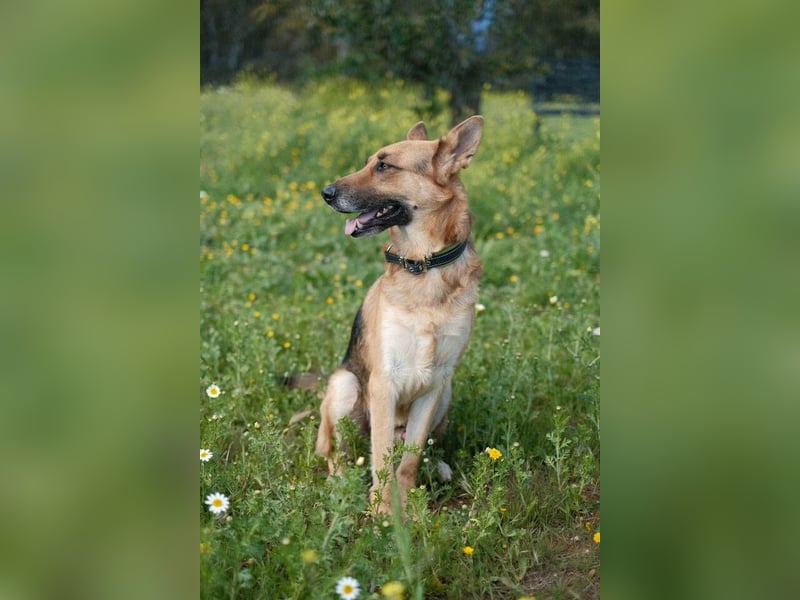 Tilo (Spanien) – ein liebevoller Vagabund auf vier Pfoten