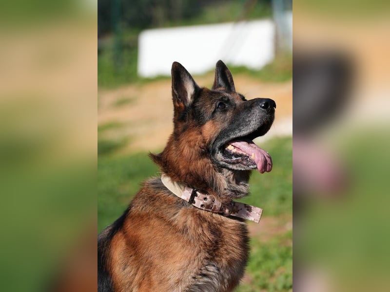 Rocky (Spanien) - liebevoller Senior sucht Alterswohnsitz