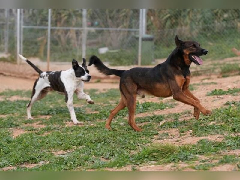 Tom (Spanien) - gutaussehender Schäferhund- Mix
