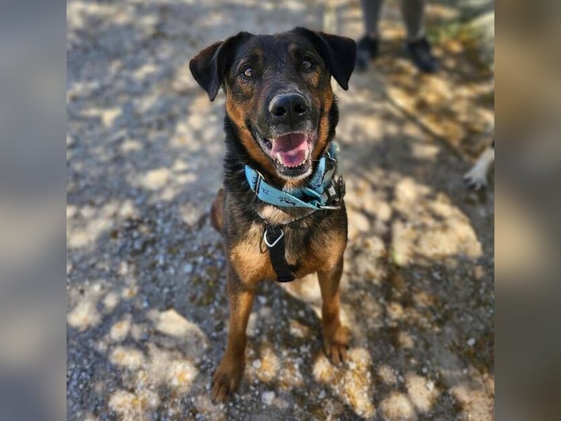 Tom (Spanien) - gutaussehender Schäferhund- Mix