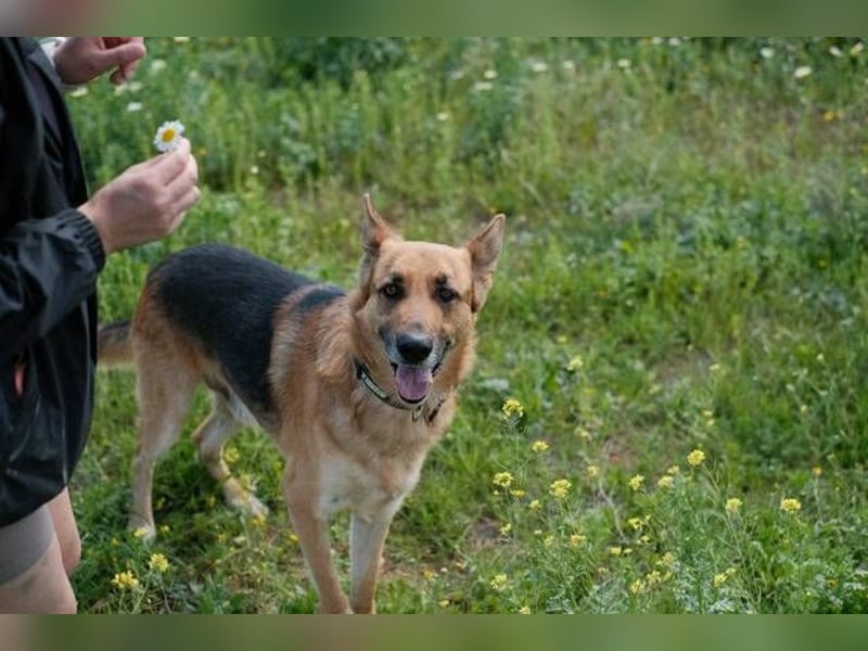 Tilo (Spanien) – ein liebevoller Vagabund auf vier Pfoten