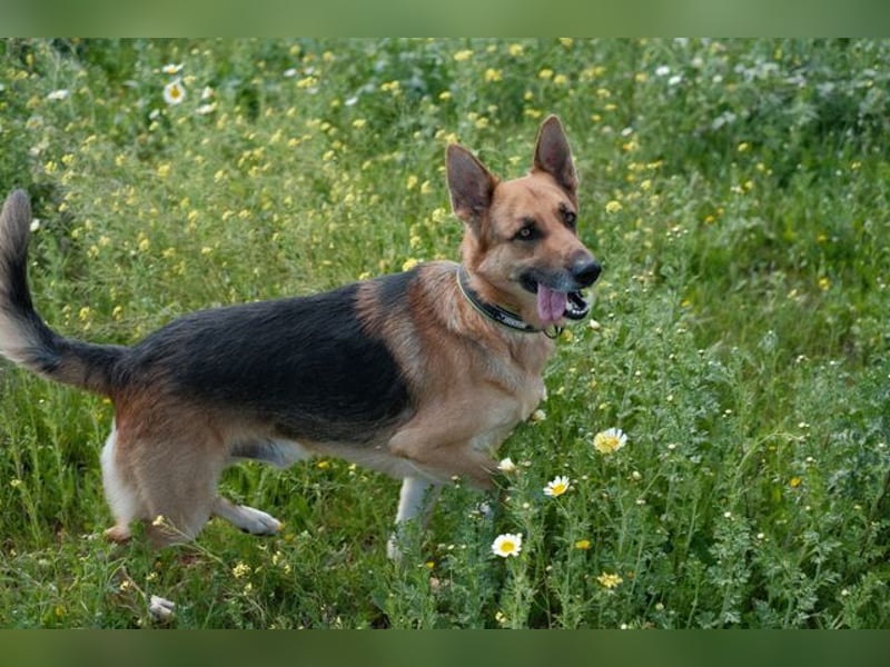 Tilo (Spanien) – ein liebevoller Vagabund auf vier Pfoten