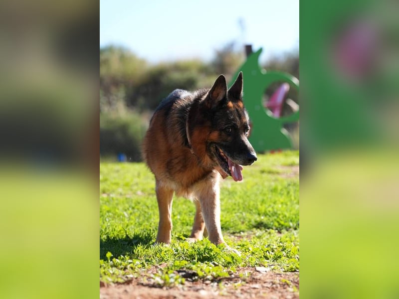 Rocky (Spanien) - liebevoller Senior sucht Alterswohnsitz