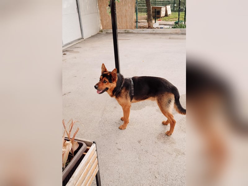 Schäferhund Mix Scooby