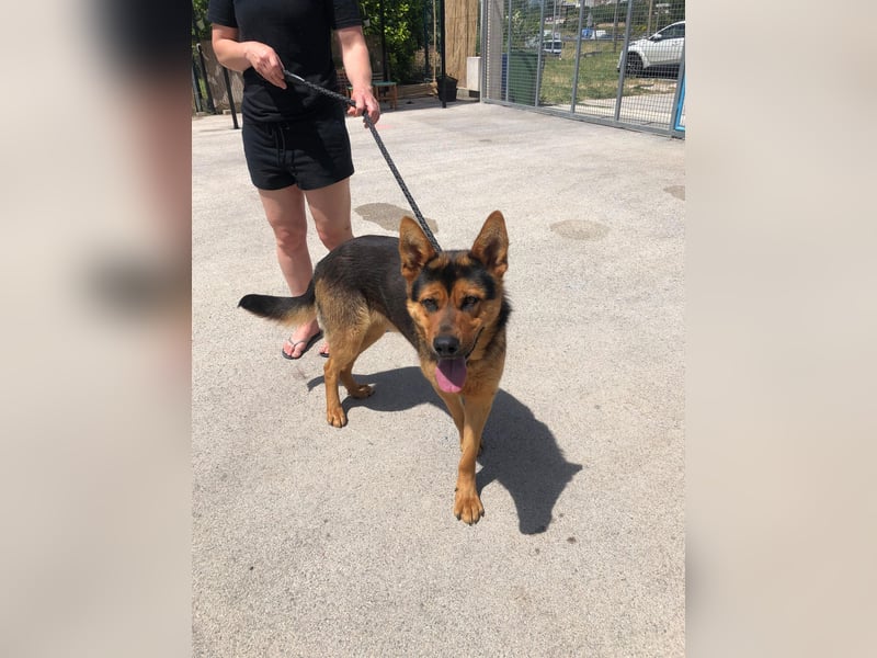 Schäferhund Mix Scooby