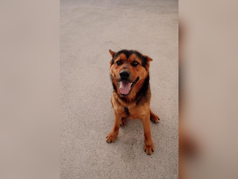Schäferhund Mix Scooby