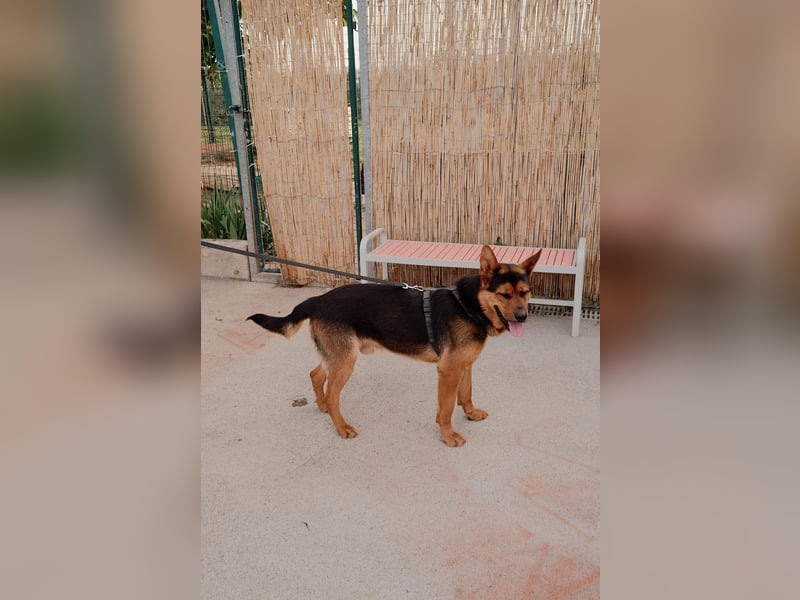 Schäferhund Mix Scooby