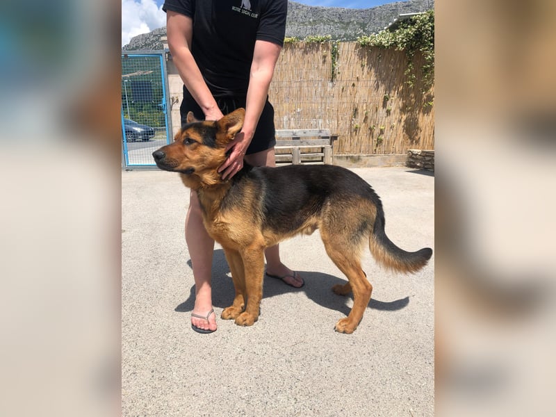 Schäferhund Mix Scooby