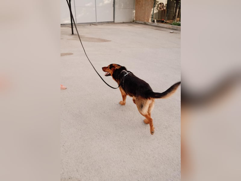 Schäferhund Mix Scooby