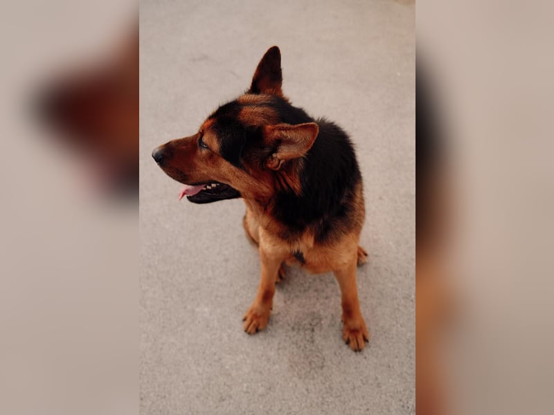 Schäferhund Mix Scooby