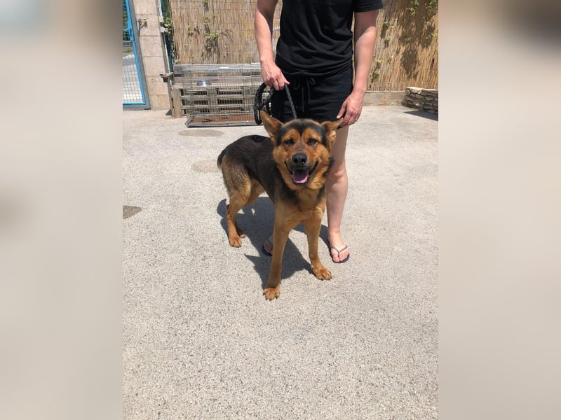 Schäferhund Mix Scooby