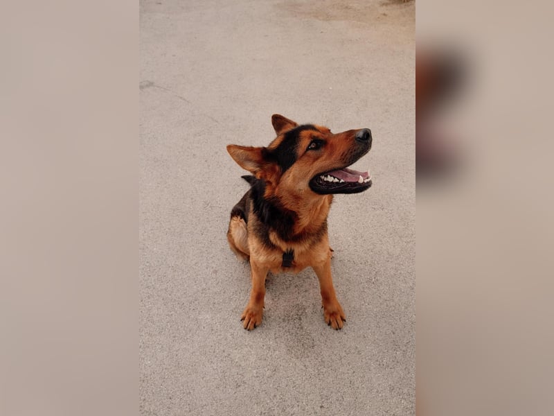 Schäferhund Mix Scooby