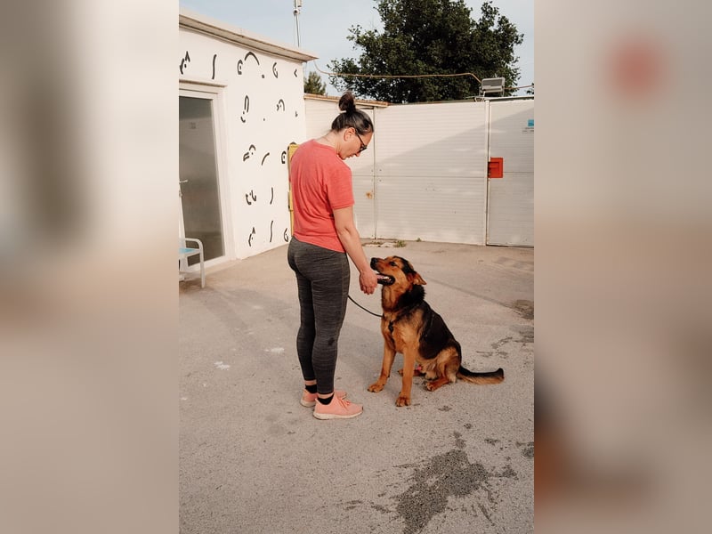 Schäferhund Mix Scooby