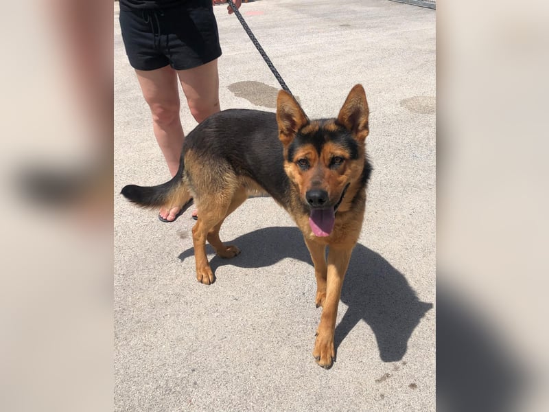 Schäferhund Mix Scooby