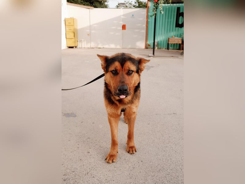 Schäferhund Mix Scooby