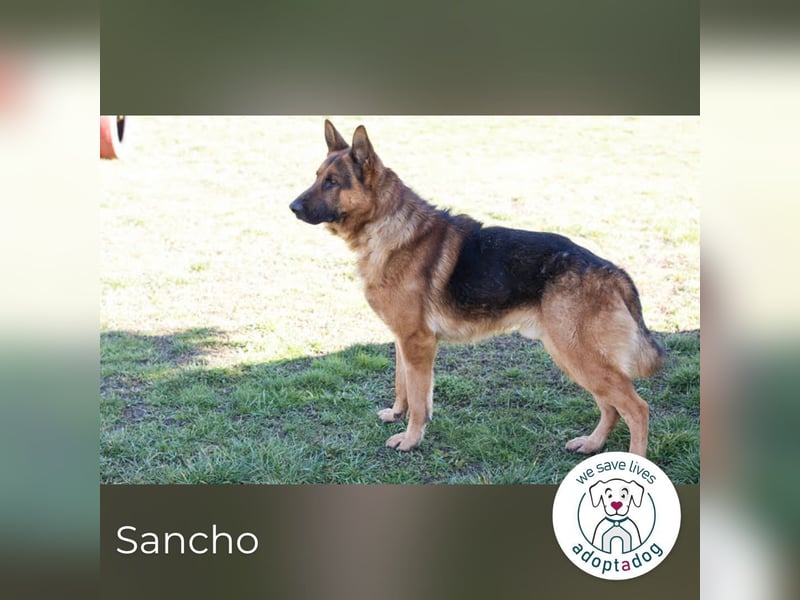 Sancho: Sucht ein erfahrenes Zuhause