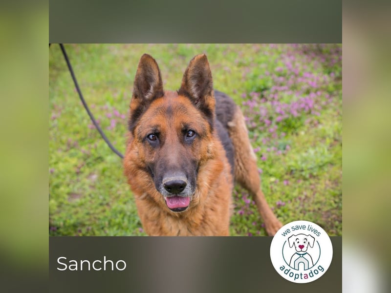 Sancho: Sucht ein erfahrenes Zuhause