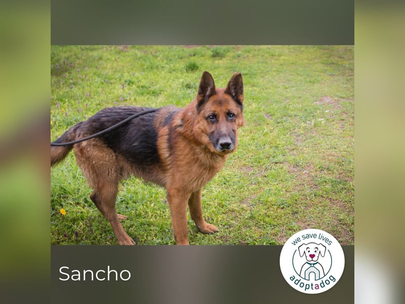 Sancho: Sucht ein erfahrenes Zuhause