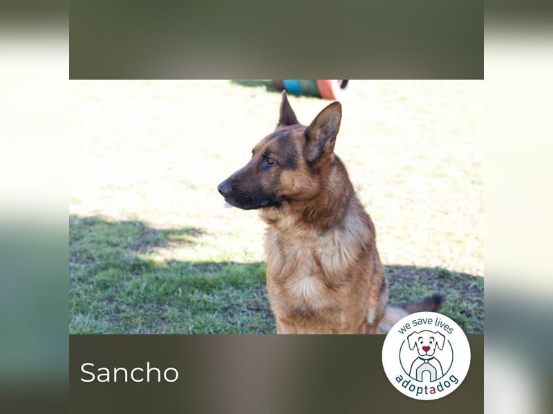 Sancho: Sucht ein erfahrenes Zuhause