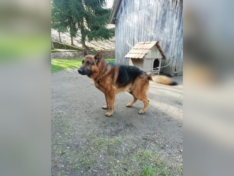 Sancho: Sucht ein erfahrenes Zuhause