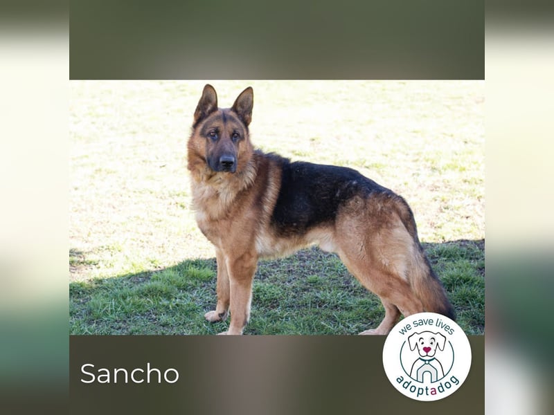 Sancho: Sucht ein erfahrenes Zuhause