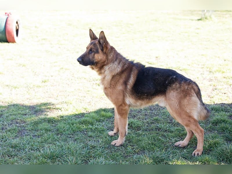 Sancho: Sucht ein erfahrenes Zuhause
