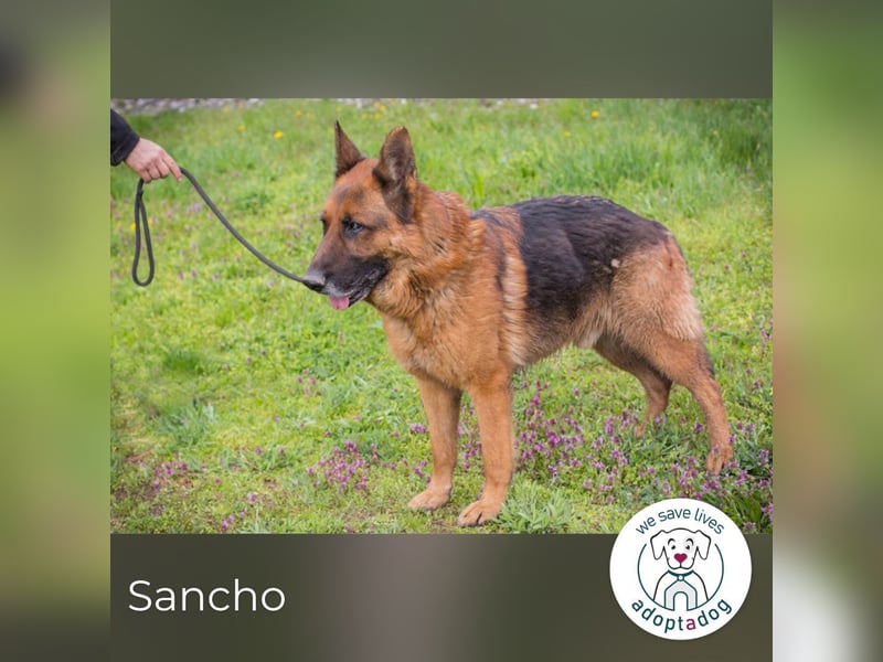 Sancho: Sucht ein erfahrenes Zuhause