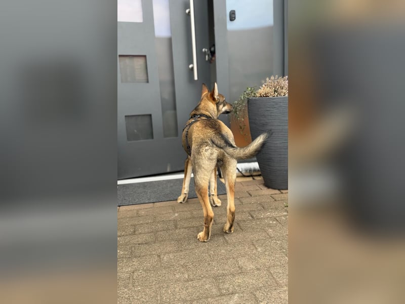 Cain LM – junger Charmeur auf der Suche nach seinem Für-immer-Zuhause