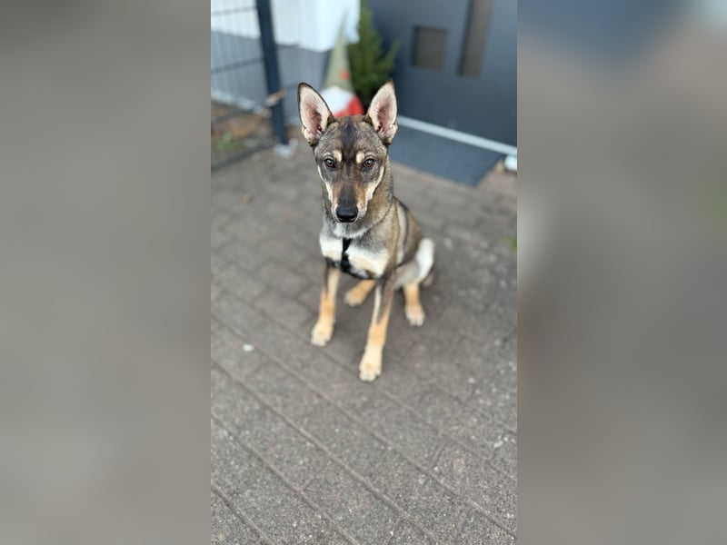 Cain LM – junger Charmeur auf der Suche nach seinem Für-immer-Zuhause
