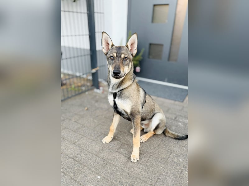 Cain LM – junger Charmeur auf der Suche nach seinem Für-immer-Zuhause