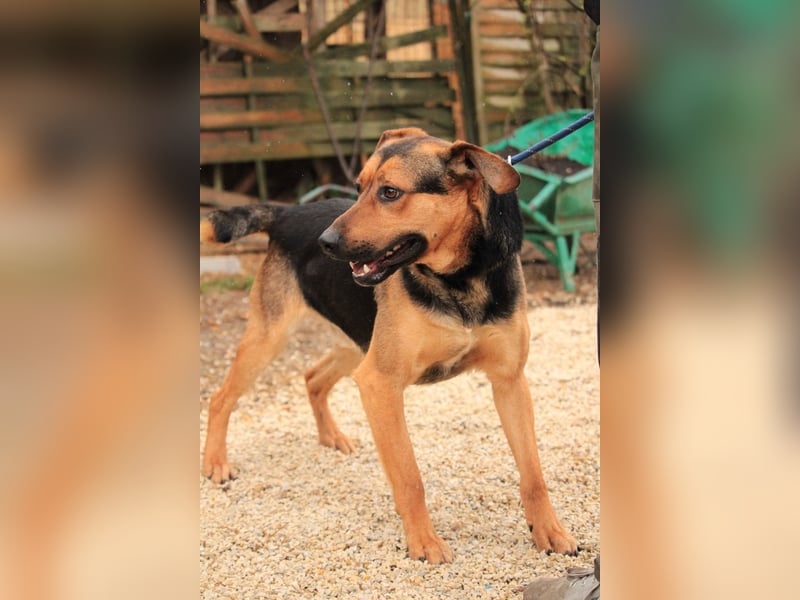 Zénó-VA – Vertrauensvoller kleiner Sportler sucht aktives Zuhause