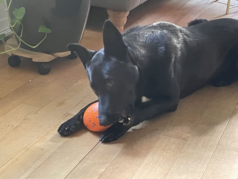 Krümel sucht ein neues zu Hause