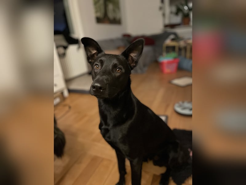 Krümel sucht ein neues zu Hause
