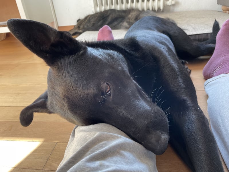 Krümel sucht ein neues zu Hause
