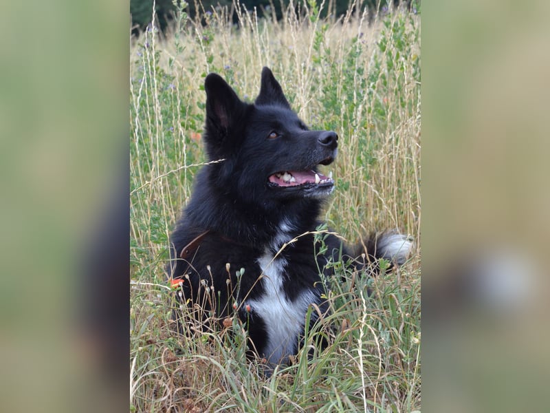 Katzenverträglicher Wolfi sucht ein schönes Zuhause