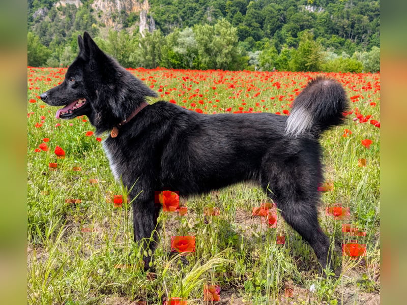 Kinderfreundlicher Schäferhundmischling