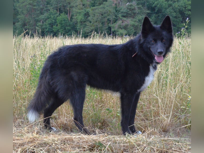 Katzenverträglicher Wolfi sucht ein schönes Zuhause