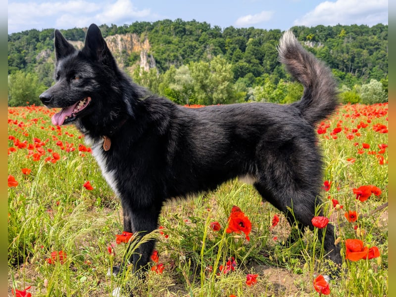 Kinderfreundlicher Schäferhundmischling