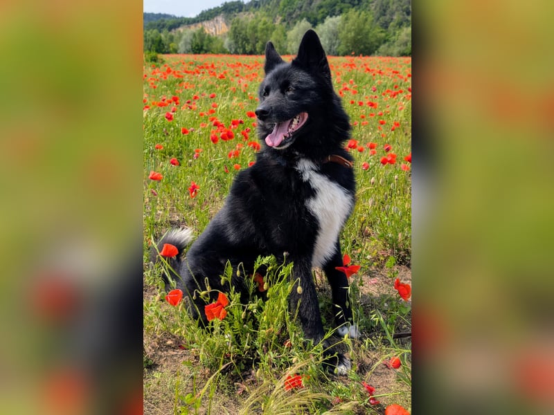 Kinderfreundlicher Schäferhundmischling