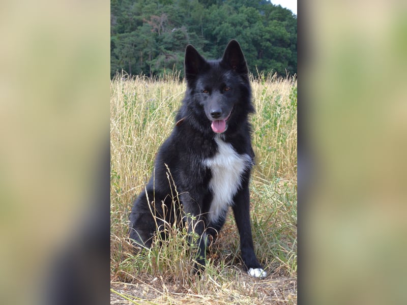 Katzenverträglicher Wolfi sucht ein schönes Zuhause