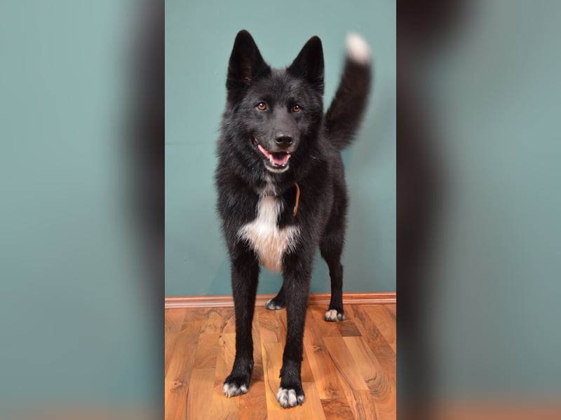 Katzenverträglicher Wolfi sucht ein schönes Zuhause