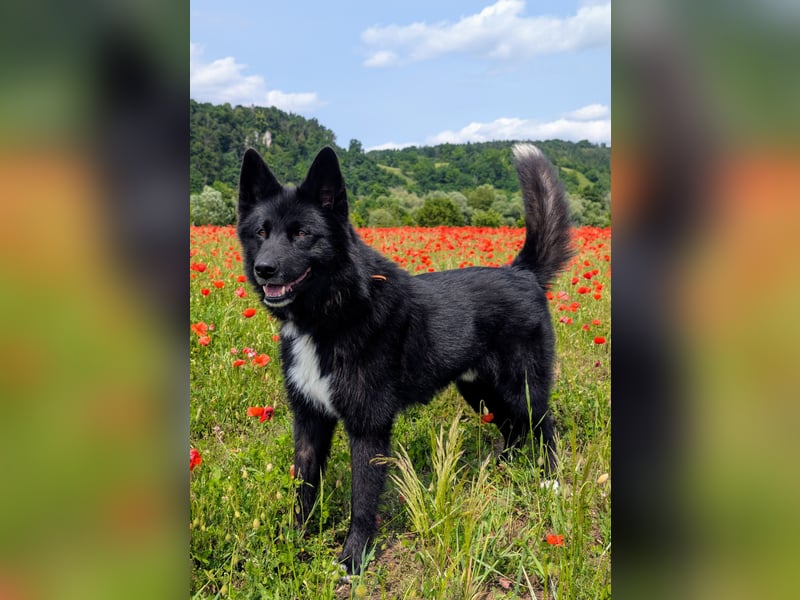 Kinderfreundlicher Schäferhundmischling