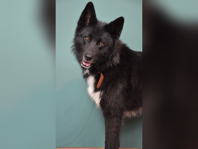 Katzenverträglicher Wolfi sucht ein schönes Zuhause